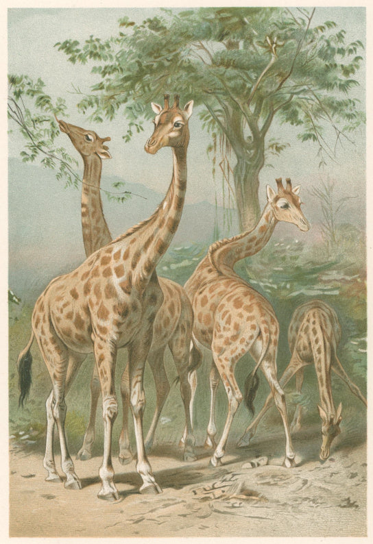 Unattributed  “South African Giraffes.”  From Richard Lydekker’s 