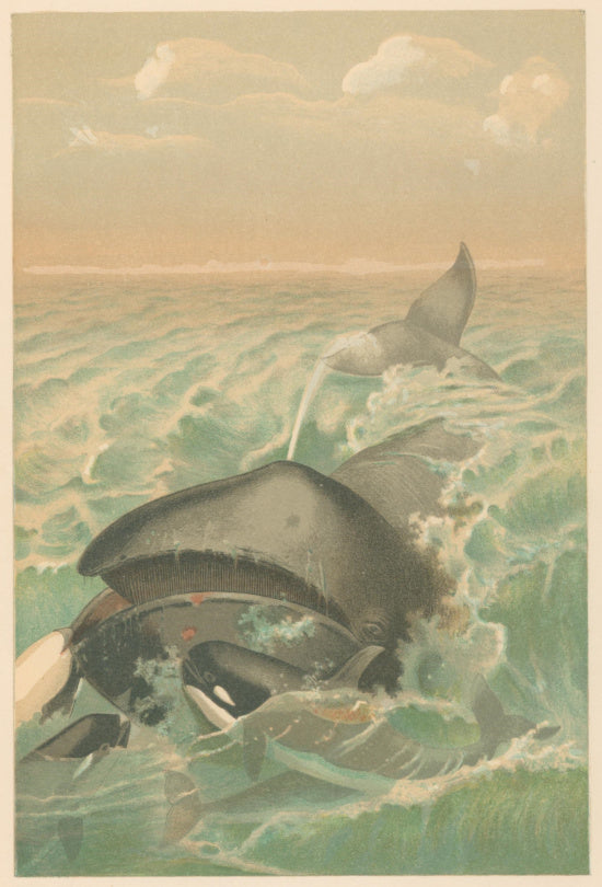 Unattributed  “The Greenland Whale.”  From Richard Lydekker’s 