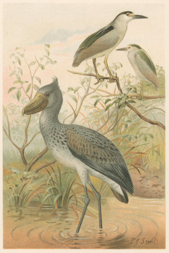 Smit, P.J.  “Night-Heron and Boatbill.”  From Richard Lydekker’s 