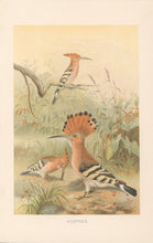 Load image into Gallery viewer, Smit, P.J.  “Hoopoes.”  From Richard Lydekker’s &quot;The New Natural History&quot;
