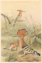 Load image into Gallery viewer, Smit, P.J.  “Hoopoes.”  From Richard Lydekker’s &quot;The New Natural History&quot;
