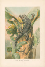 Load image into Gallery viewer, Smit, P.J.  “The Black Iguana.”  From Richard Lydekker’s &quot;The New Natural History&quot;
