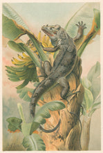 Load image into Gallery viewer, Smit, P.J.  “The Black Iguana.”  From Richard Lydekker’s &quot;The New Natural History&quot;
