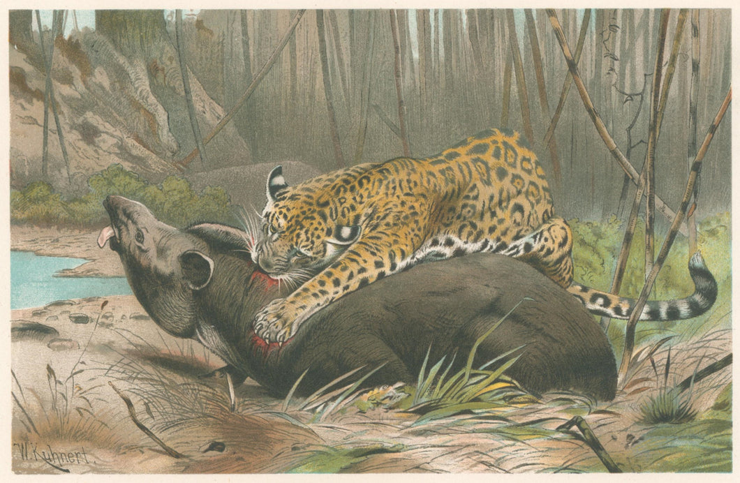 Kuhnert, W. “Jaguar Killing Tapir.”  From Richard Lydekker’s 