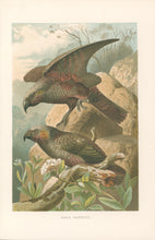 Load image into Gallery viewer, Unattributed  “Kaka Parrots.”  From Richard Lydekker’s &quot;The New Natural History&quot;
