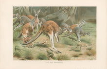 Load image into Gallery viewer, Kuhnert, W. “The Red Kangaroo.”  From Richard Lydekker’s &quot;The New Natural History&quot;

