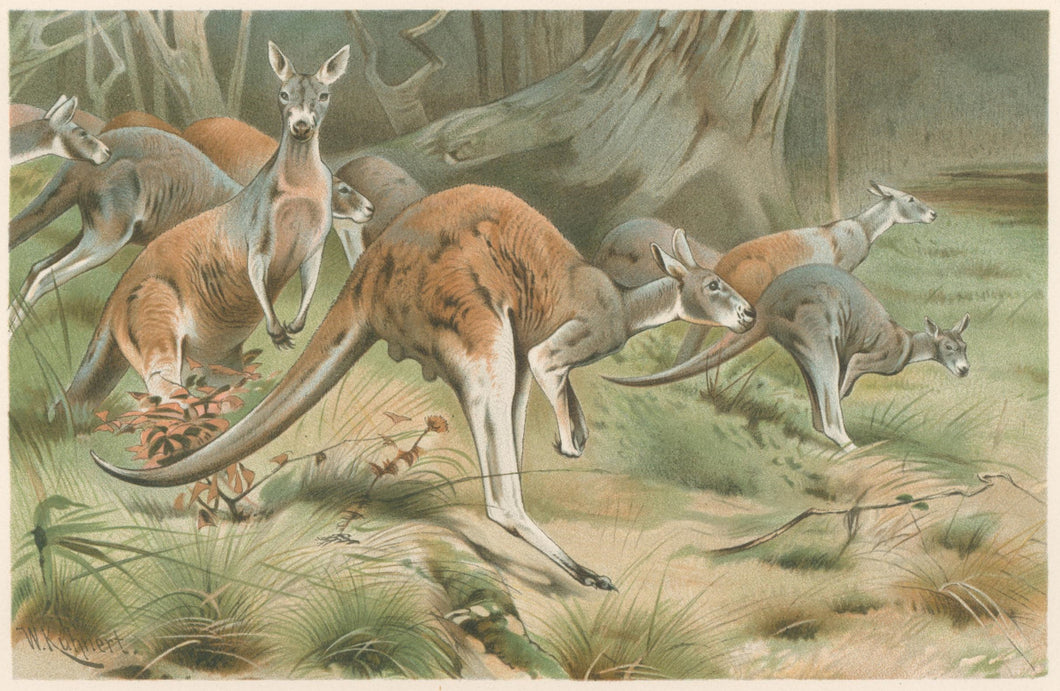 Kuhnert, W. “The Red Kangaroo.”  From Richard Lydekker’s 
