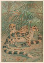Load image into Gallery viewer, J.C.K.  “Linsangs.”  From Richard Lydekker’s &quot;The New Natural History&quot;
