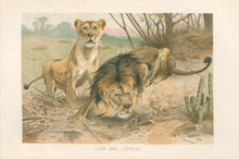 Load image into Gallery viewer, Kuhnert, W. “Lion and Lioness.”  From Richard Lydekker’s &quot;The New Natural History&quot;
