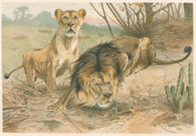 Load image into Gallery viewer, Kuhnert, W. “Lion and Lioness.”  From Richard Lydekker’s &quot;The New Natural History&quot;
