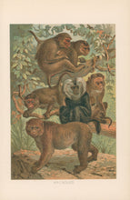 Load image into Gallery viewer, J.C.K.  “Macaques.”  From Richard Lydekker’s &quot;The New Natural History&quot;
