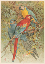 Load image into Gallery viewer, J.C.K.  “Macaws.”  From Richard Lydekker’s &quot;The New Natural History&quot;
