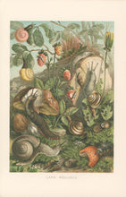 Load image into Gallery viewer, Morin, H.  “Land Molluscs.”  From Richard Lydekker’s &quot;The New Natural History&quot;
