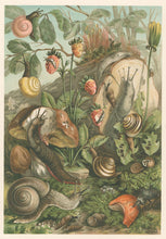 Load image into Gallery viewer, Morin, H.  “Land Molluscs.”  From Richard Lydekker’s &quot;The New Natural History&quot;
