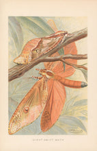 Load image into Gallery viewer, Frohawk, J.W.  “Giant Swift Moth.”  From Richard Lydekker’s &quot;The New Natural History&quot;
