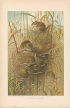 Load image into Gallery viewer, Smit, P.J.  “Harvest Mouse.”  From Richard Lydekker’s &quot;The New Natural History&quot;
