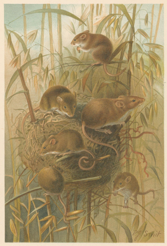 Smit, P.J.  “Harvest Mouse.”  From Richard Lydekker’s 