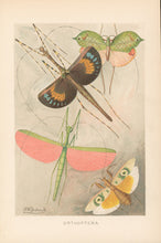 Load image into Gallery viewer, Frohawk, J.W.  “Orthoptera.”  From Richard Lydekker’s &quot;The New Natural History&quot;
