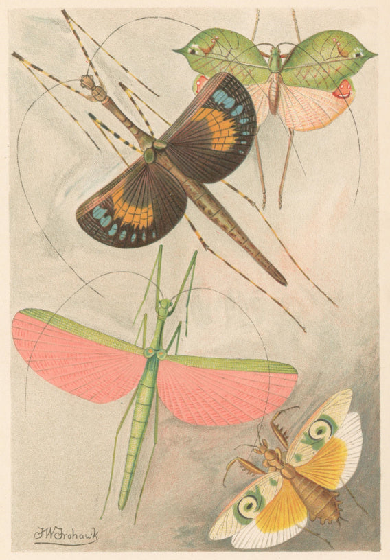 Frohawk, J.W.  “Orthoptera.”  From Richard Lydekker’s 