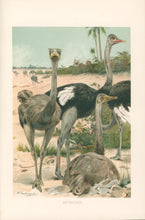 Load image into Gallery viewer, Kuhnert, W. “Ostriches.”  From Richard Lydekker’s &quot;The New Natural History&quot;
