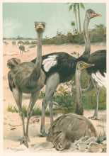 Load image into Gallery viewer, Kuhnert, W. “Ostriches.”  From Richard Lydekker’s &quot;The New Natural History&quot;

