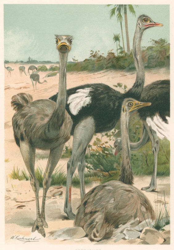 Kuhnert, W. “Ostriches.”  From Richard Lydekker’s 