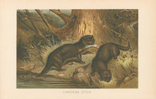 Load image into Gallery viewer, Unattributed  “European Otters.”  From Richard Lydekker’s &quot;The New Natural History&quot;
