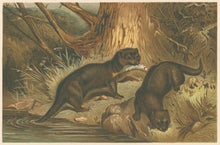 Load image into Gallery viewer, Unattributed  “European Otters.”  From Richard Lydekker’s &quot;The New Natural History&quot;
