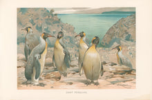 Load image into Gallery viewer, Kuhnert, W. “Giant Penguins.”  From Richard Lydekker’s &quot;The New Natural History&quot;
