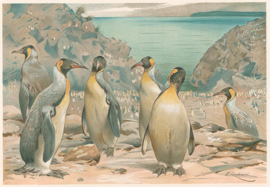 Kuhnert, W. “Giant Penguins.”  From Richard Lydekker’s 