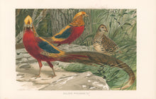 Load image into Gallery viewer, Kuhnert, W. “Golden Pheasants.”  From Richard Lydekker’s &quot;The New Natural History&quot;
