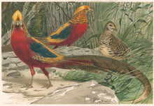 Load image into Gallery viewer, Kuhnert, W. “Golden Pheasants.”  From Richard Lydekker’s &quot;The New Natural History&quot;
