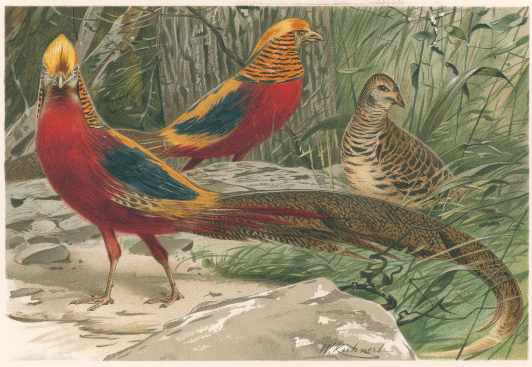 Kuhnert, W. “Golden Pheasants.”  From Richard Lydekker’s 