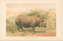 Load image into Gallery viewer, Smit, P.J.  “Indian Rhinoceros.”  From Richard Lydekker’s &quot;The New Natural History&quot;
