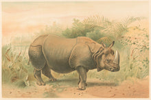Load image into Gallery viewer, Smit, P.J.  “Indian Rhinoceros.”  From Richard Lydekker’s &quot;The New Natural History&quot;
