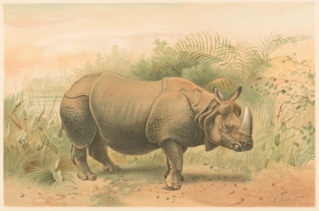 Smit, P.J.  “Indian Rhinoceros.”  From Richard Lydekker’s 