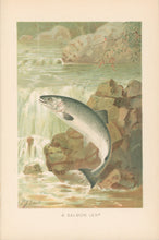 Load image into Gallery viewer, Smit, P.J.  “A Salmon Leap.”  From Richard Lydekker’s &quot;The New Natural History&quot;
