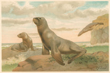 Load image into Gallery viewer, Smit, P.J.  “Hooker’s Sea Lion.”  From Richard Lydekker’s &quot;The New Natural History&quot;
