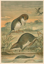 Load image into Gallery viewer, R.E.H. “Web-Footed Shrews.”  From Richard Lydekker’s &quot;The New Natural History&quot;
