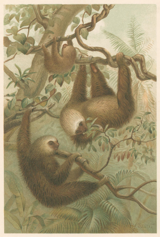 Smit, P.J.  “The Two Toed Sloth.”  From Richard Lydekker’s 