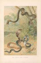 Load image into Gallery viewer, Smit, P.J.  “Rat-Snake and Cobras.”  From Richard Lydekker’s &quot;The New Natural History&quot;
