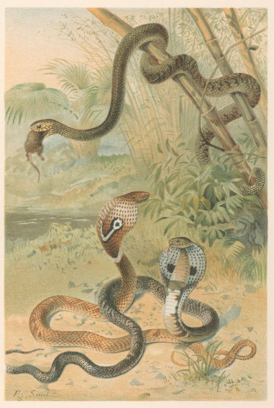 Smit, P.J.  “Rat-Snake and Cobras.”  From Richard Lydekker’s 