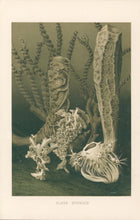 Load image into Gallery viewer, Etrold  “Glass Sponges.”  From Richard Lydekker’s &quot;The New Natural History&quot;
