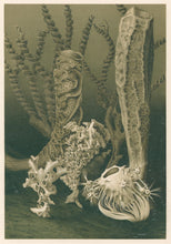 Load image into Gallery viewer, Etrold  “Glass Sponges.”  From Richard Lydekker’s &quot;The New Natural History&quot;

