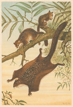 Load image into Gallery viewer, R.C.H. “Flying Squirrel.”  From Richard Lydekker’s &quot;The New Natural History&quot;
