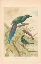 Load image into Gallery viewer, Smit, P.J.  “Glossy Starlings.”  From Richard Lydekker’s &quot;The New Natural History&quot;
