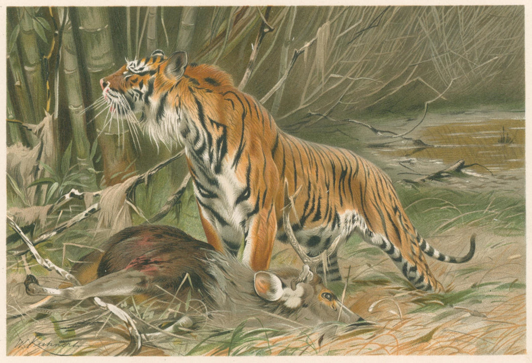 Kuhnert, W. “Tiger.”  From Richard Lydekker’s 