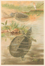 Load image into Gallery viewer, Smit, P.J.  “Soft River Tortoises.”  From Richard Lydekker’s &quot;The New Natural History&quot;
