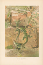 Load image into Gallery viewer, Smit, P.J.  “Wall-Lizards.”  From Richard Lydekker’s &quot;The New Natural History&quot;
