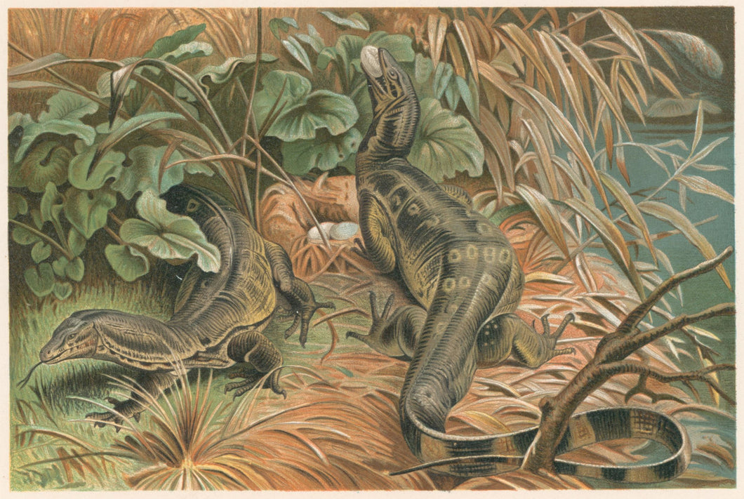 Unattributed  “Water-Monitors Robbing a Nest.”  From Richard Lydekker’s 